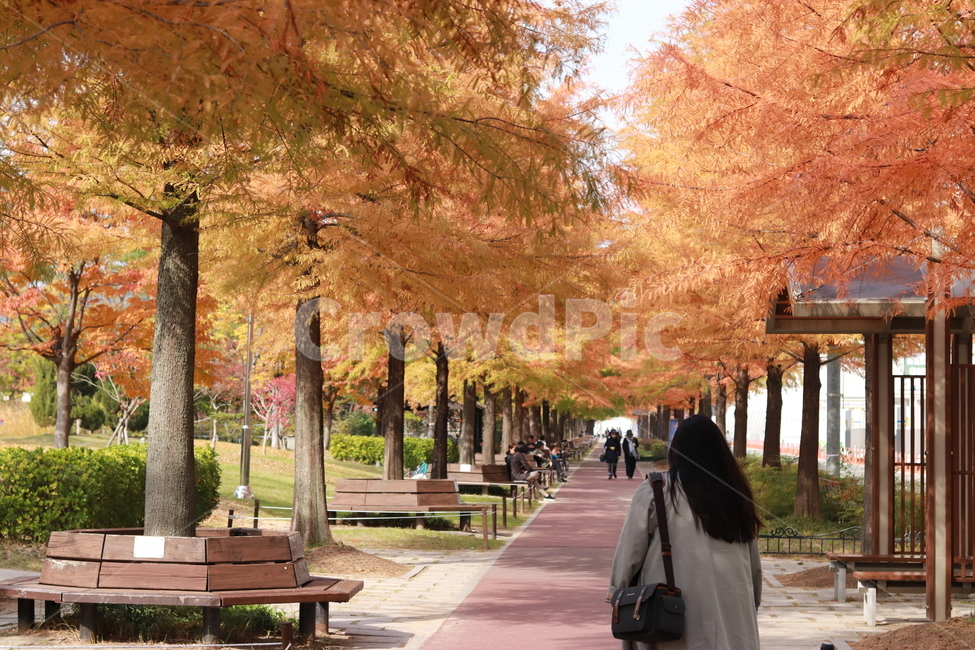 가을,뒷모습,여자,풍경,나무,가을,계절,fall,autumn,season,자연,풍경,nature,landscape,사람,인물,인간,human,person,여성,여자,woman,female,lady,bench,벤치,tree,plant,식물,furniture,가구