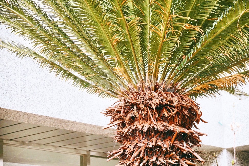 plant,식물,arecaceae,palmtree,야자수,tree,나무