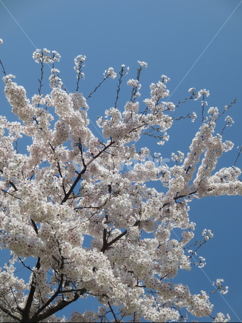 white flower,Cherry Blossom,cherryblossom,flowering,springseason,spring,spring flowers,sensiblefeeling,mountain,plants,sight,season,wood,Emotion,park,sky,blossom,nature,clear,tree,picnic,full bloom,flower,Eco,warm,blue,background,plant,walk