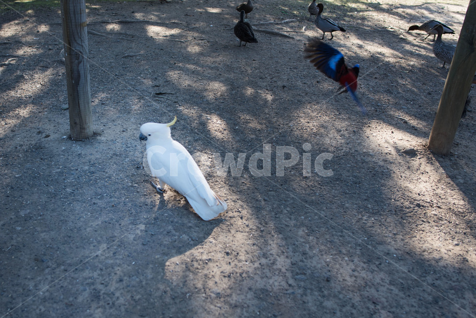 앵무새,조류,새,귀여움,animal,parrot,bird,야생,아름다운,깃털,부리,휴식,야외,공원,나무,작은새,똑똑한,흰색,하얀새,하얀색,동물,animal,조류,새,birds