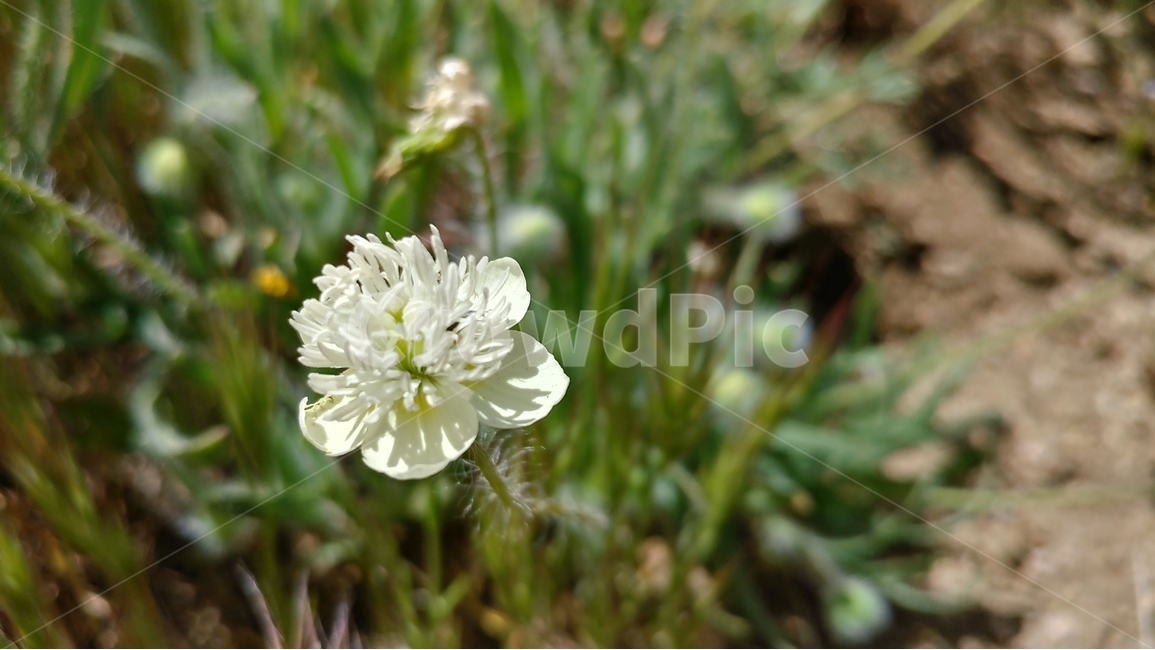 봄,꽃,봄꽃,야생화,봄볕,눈부신햇살,남가주,켈리포니아,southernCalifornia,봄,계절,spring,season,식물,자연,plants,nature,꽃,flower,plant