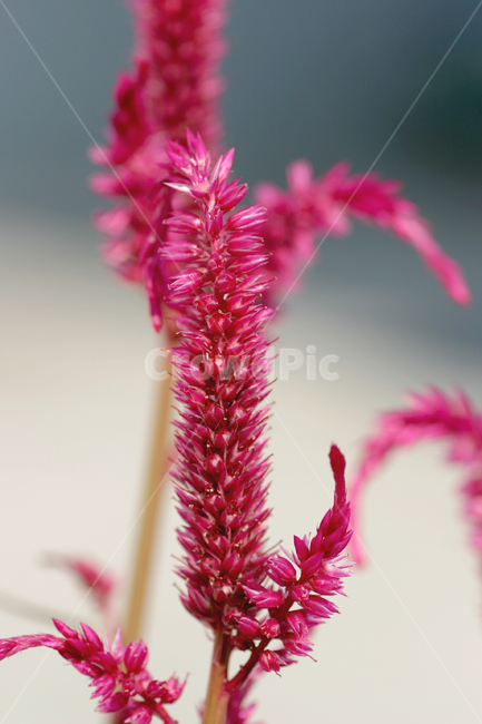 꽃,꽃사진,벌,핑크색,맨드라미,식물,자연,plants,nature,꽃,flower