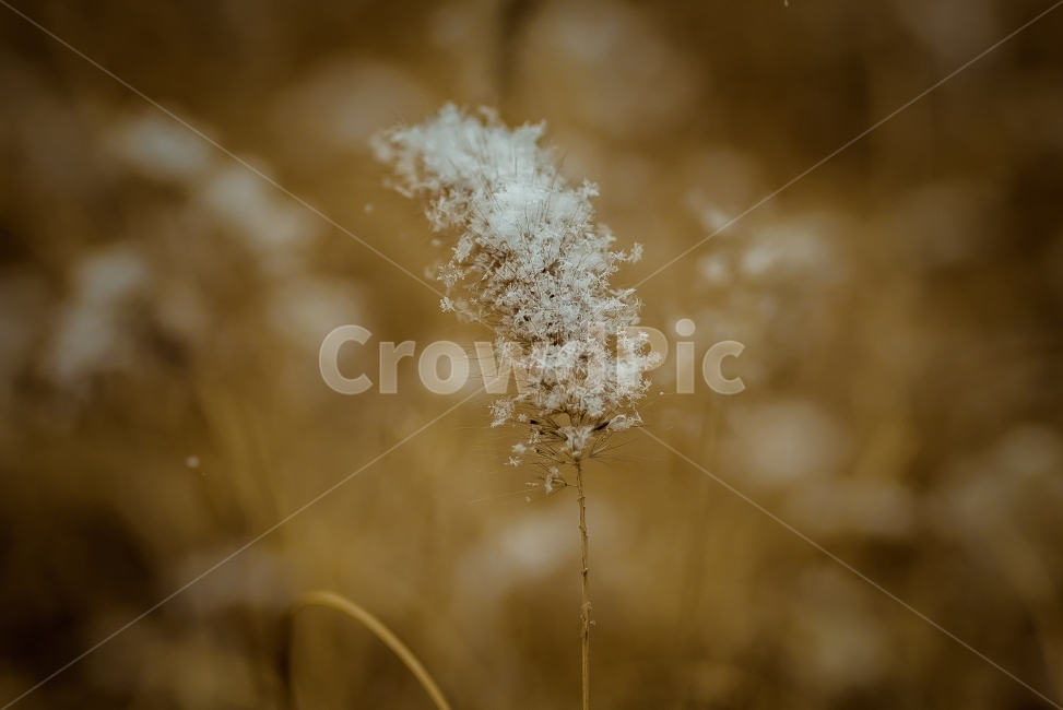 강아지풀,눈,겨울,감성사진,니콘,겨울느낌,겨울,계절,winter,season,식물,자연,plants,nature,감성,sensible,feeling
