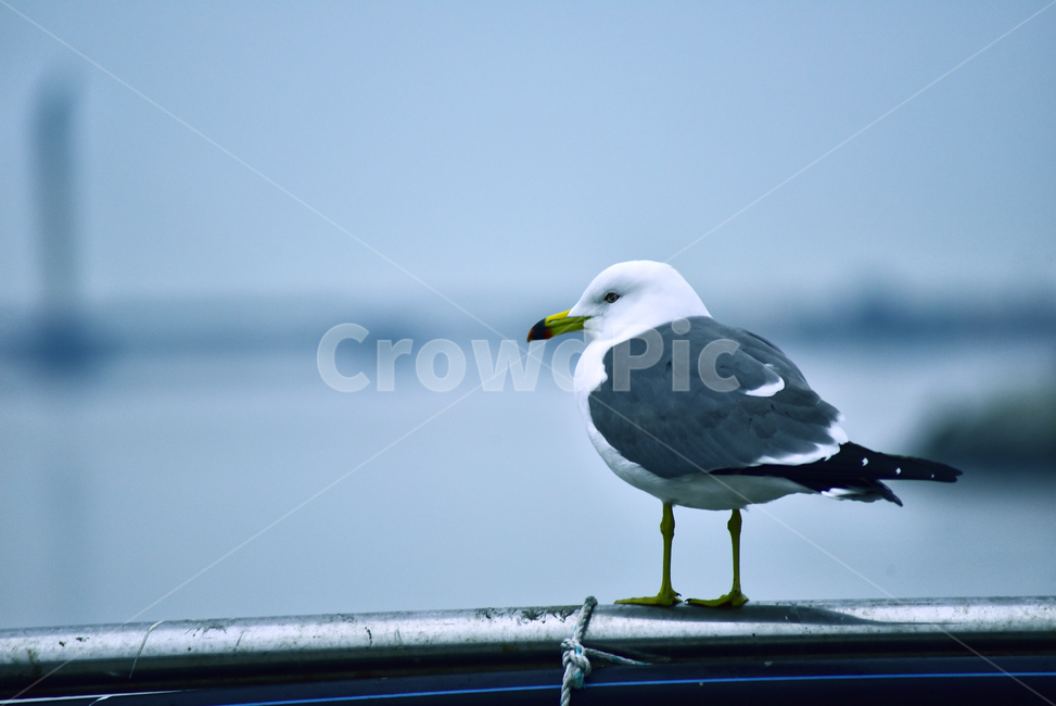 갈매기,조류,새,동물,bird,앉다,날개,부리,난간,바닷가,항구,배경,바탕,백그라운드,야외,옥외,outdoor,seaside,shore,background,seagull,animal,동물,animal,조류,새,birds