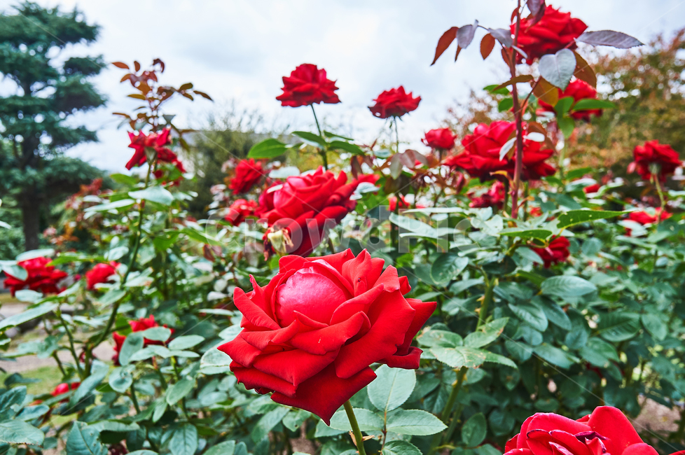 야외,장미,붉은색,공원,식물,자연풍경,풍경,식물,자연,plants,nature,꽃,flower
