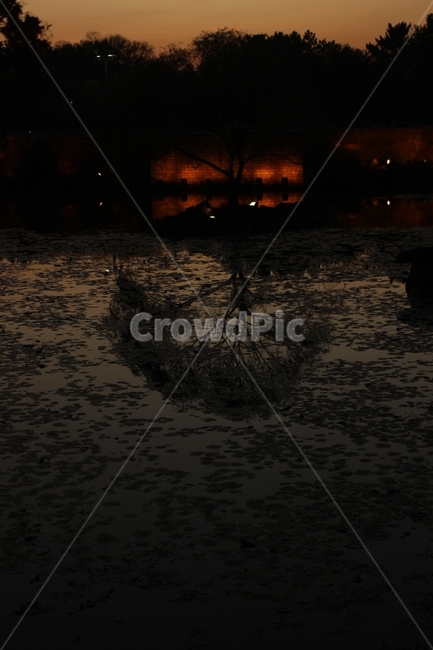 경주,안압지,반영,야경,나무,야경,밤,풍경,nightscape,night,landscape,한국전통,한국문화,korean traditional,korean culture,랜드마크,landmark,tourist attraction,한국랜드마크,한국관광지,한국명소,korea landmark,korea tourist attraction