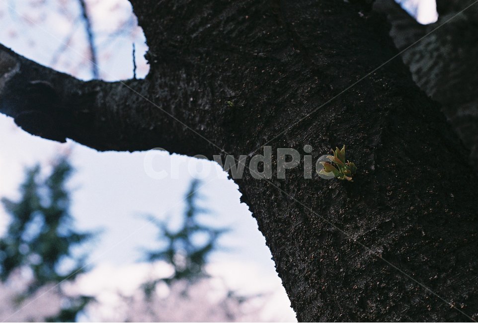 새싹,나무,꽃,필름사진,감성사진,식물,자연,plants,nature,나무,trees,wood