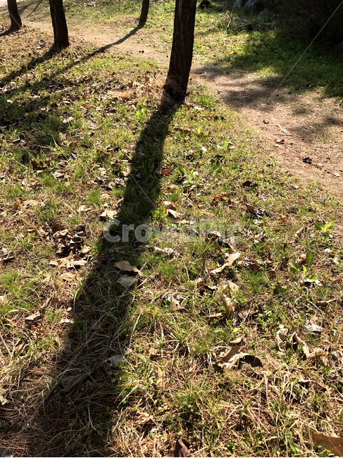 쓸쓸한,숲길,그림자,오솔길,초봄,spring,narrowpath,lone,고독한,외로운,혼자,자연,풍경,nature,landscape,ground,바닥