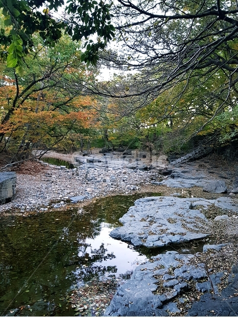 자연,계곡,나무,물,가을,풍경
