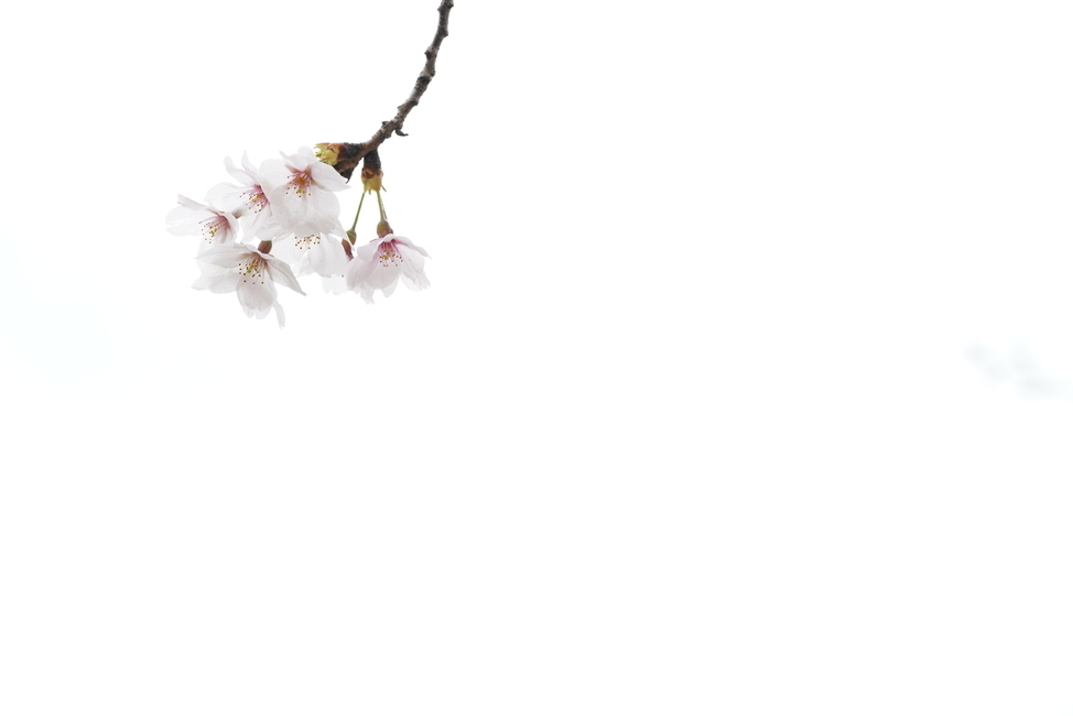 벚꽃,꽃,플라워,봄,봄꽃,flower,흰색,화이트,느낌,감성,접사,계절,나무,식물,생명,생물,봄,계절,spring,season,식물,자연,plants,nature,꽃,flower,plant