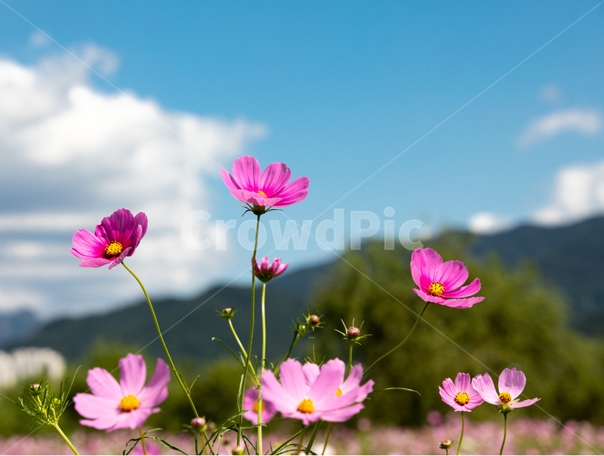 코스모스,가을,가을꽃,꽃,자연,풍경,Flower,가을,계절,fall,autumn,season,식물,자연,plants,nature,꽃,flower,plant