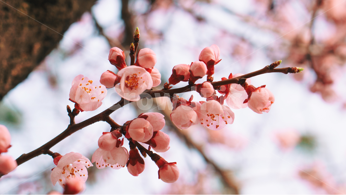 봄,봄꽃,매화,홍매화,꽃,꽃송이,계절,자연,꽃잎,봄,계절,spring,season,식물,자연,plants,nature,꽃,flower,감성,sensible,feeling,색깔,색상,색채,색감,color sense,color sensitivity,feeling of color,plant,blossom