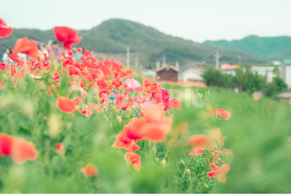 양귀비,양귀비꽃,꽃,flower,red,pink,식물,자연,plants,nature,꽃,flower,감성,sensible,feeling,색깔,색상,색채,색감,color sense,color sensitivity,feeling of color