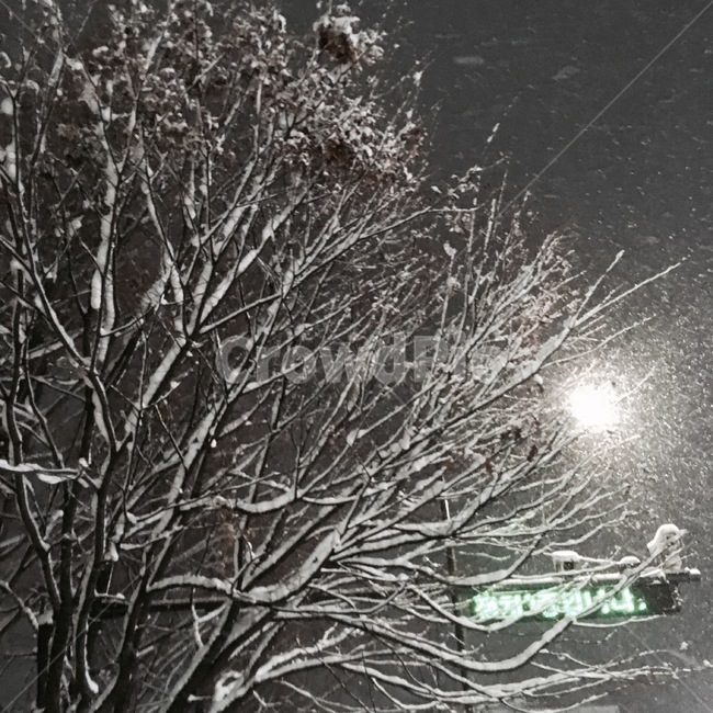 겨울,한겨울,눈,나무,자연,옥외,nature,outdoors,snow,winter,겨울,계절,winter,season