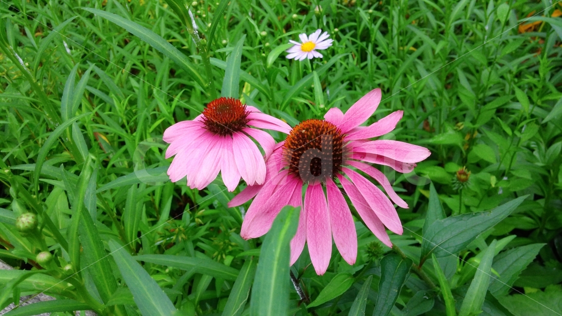 개망초,꽃,자연,화단,아침,식물,자연,plants,nature,꽃,flower