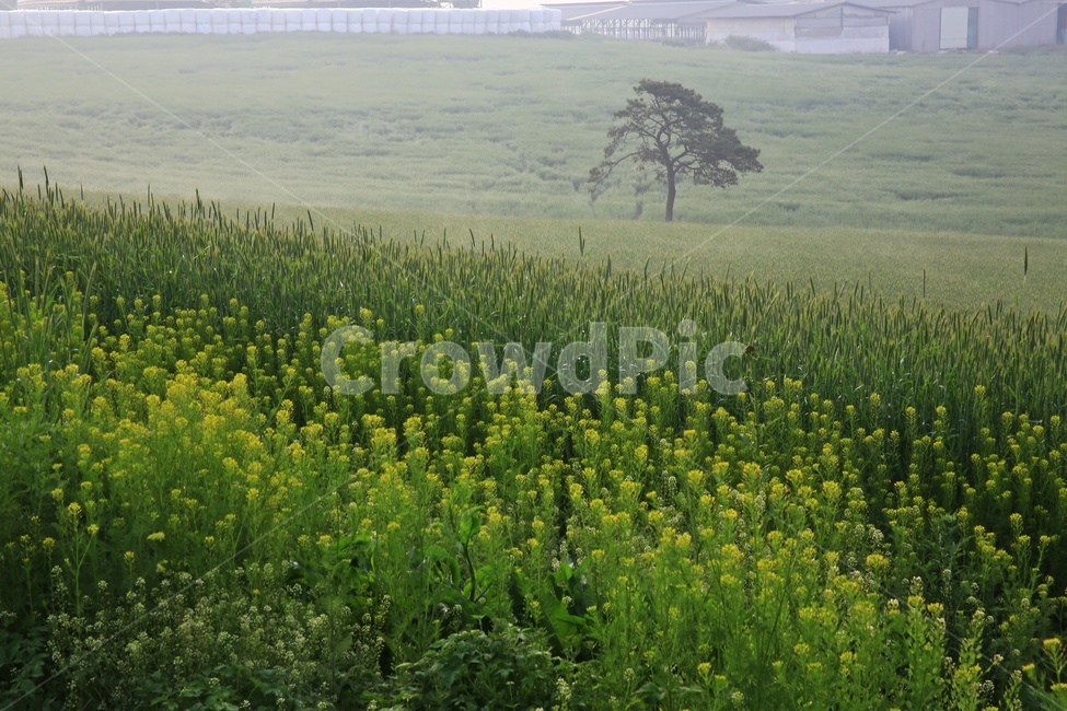 경기,안성,팜랜드,안성팜랜드,농사,농업,경작,rural,농촌,farm,농장,meadow,field,들,outdoors,옥외,grassland,목초지,nature,자연,plant,식물