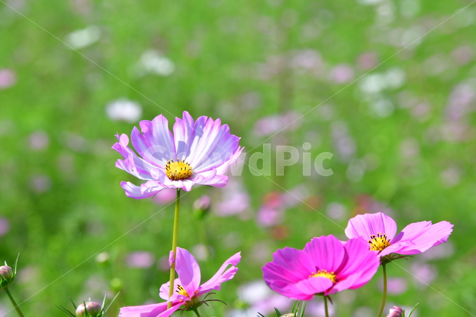 코스모스,가을,자연,꽃,꽃잎,식물,plant,plower,가을,계절,fall,autumn,season,식물,자연,plants,nature,꽃,flower