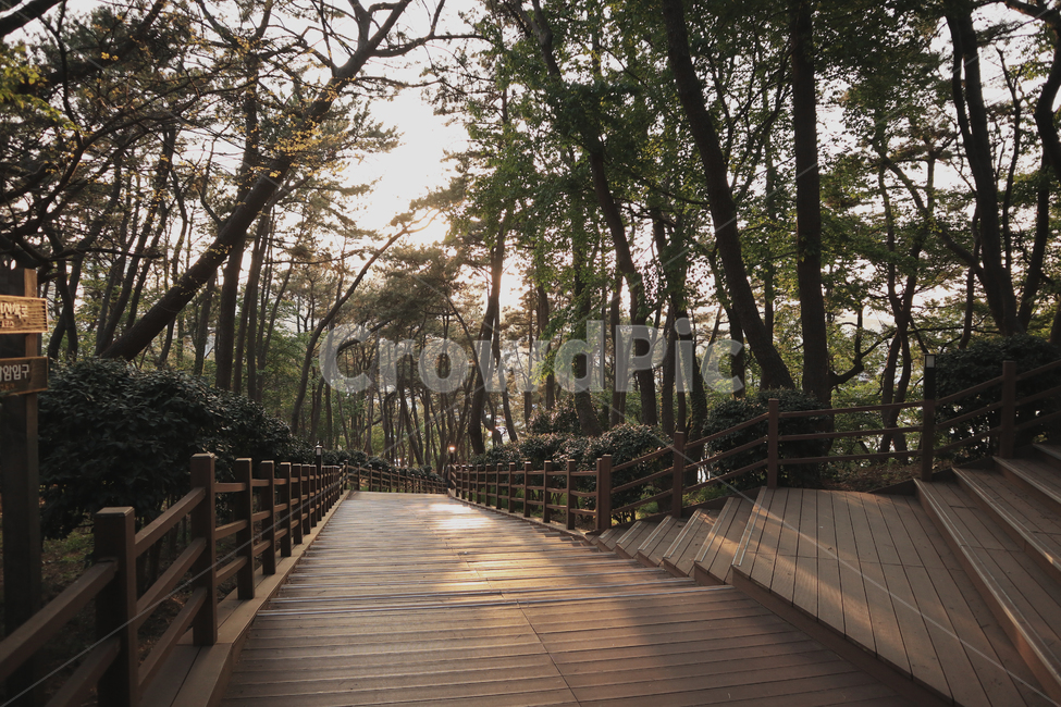 소나무,솔숲,햇살,자연,풍경,nature,landscape,거리,산,산속,길