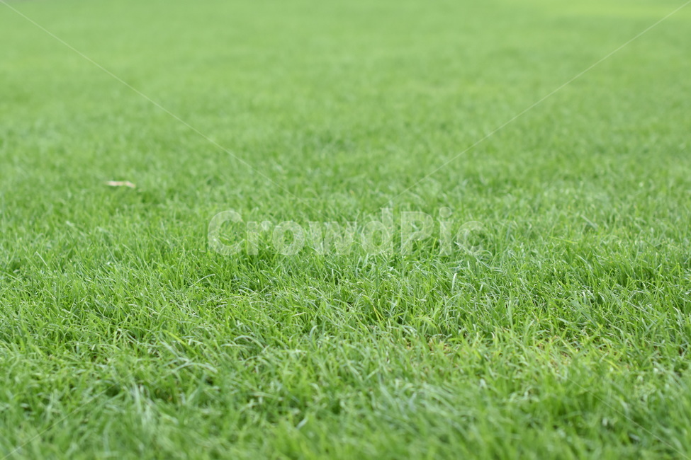 grass,녹색,잔디,그린,green,잔디밭