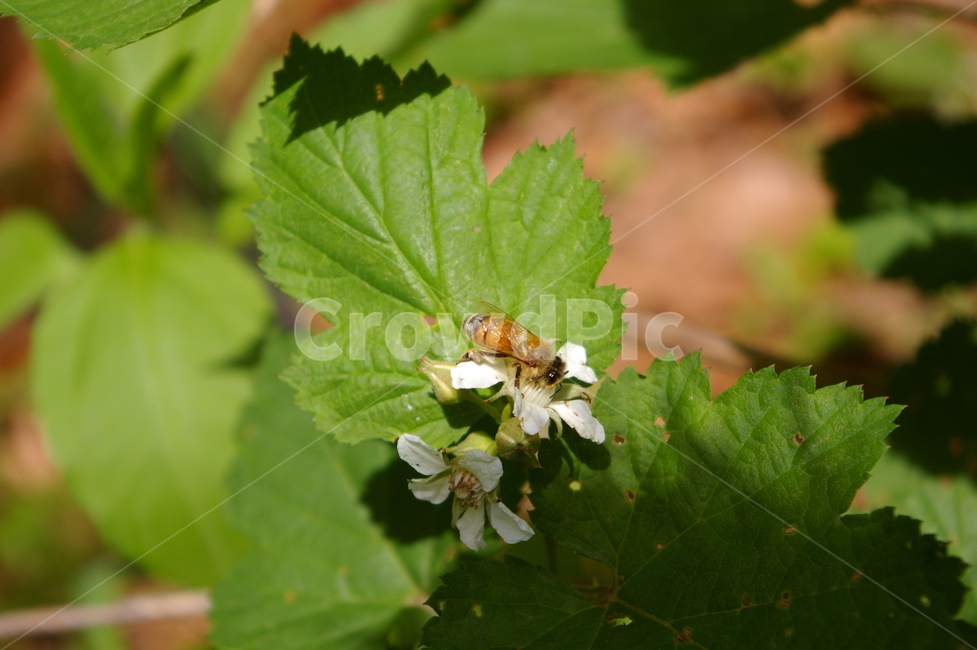 leaf,잎,plant,식물,벌,꽃
