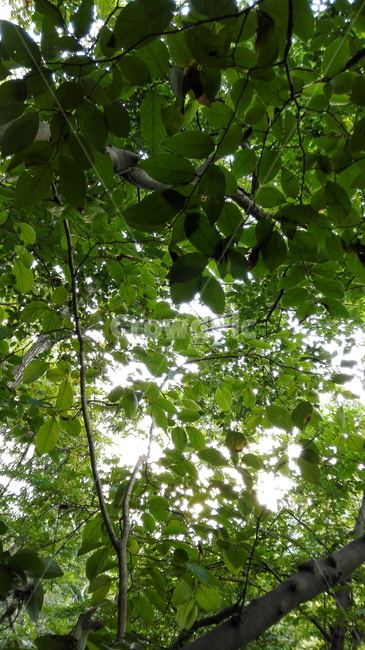 나무,숲,햇빛,나뭇잎,tree,sunlight,forest,자연,풍경,nature,landscape,leaf,잎,plant,식물