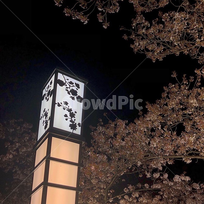 꽃,야경,밤,감성,분위기,벚꽃,안압지