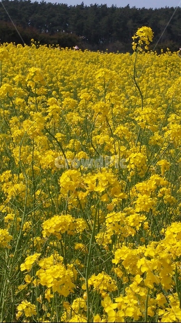 들,grassland,nature,자연,field,식물,자연,plants,nature,꽃,flower