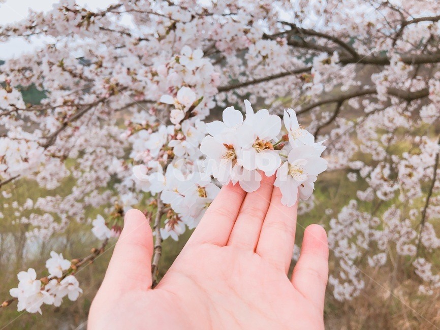벚꽃,꽃,flower,봄,bloom
