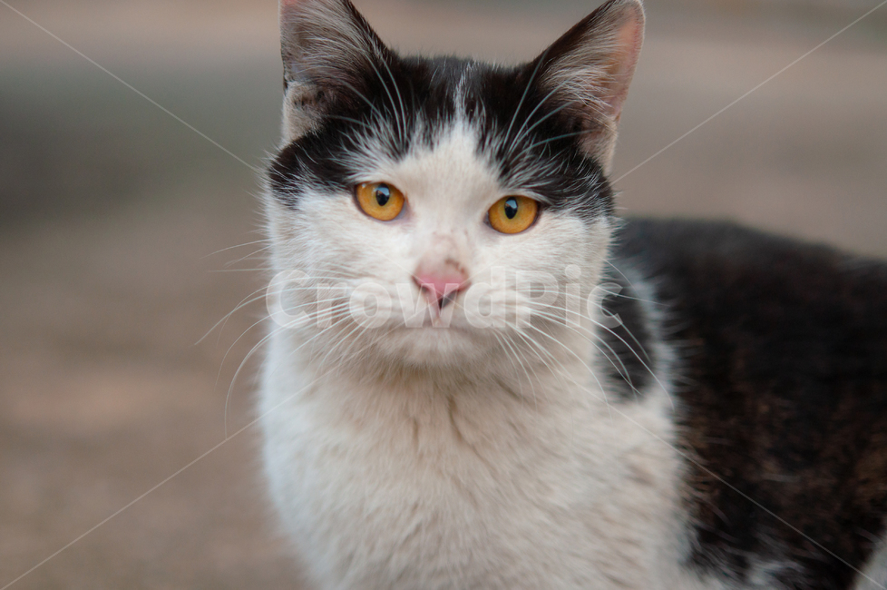 귀여운,수염,털,야생,배경,cute,beard,fur,wild,background,animal,고양이,cat,애완동물,pet,동물,mammal,포유류,동물,animal,포유류,mammal,고양이,cat,kitten,kitty