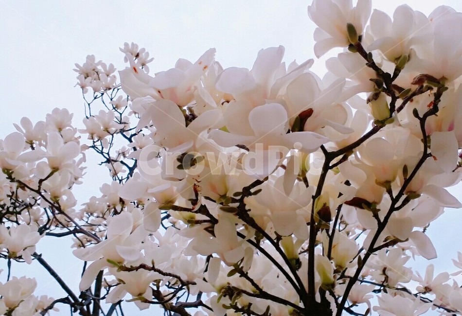 식물,plant,꽃,flower,blossom,목련,백목련,순수