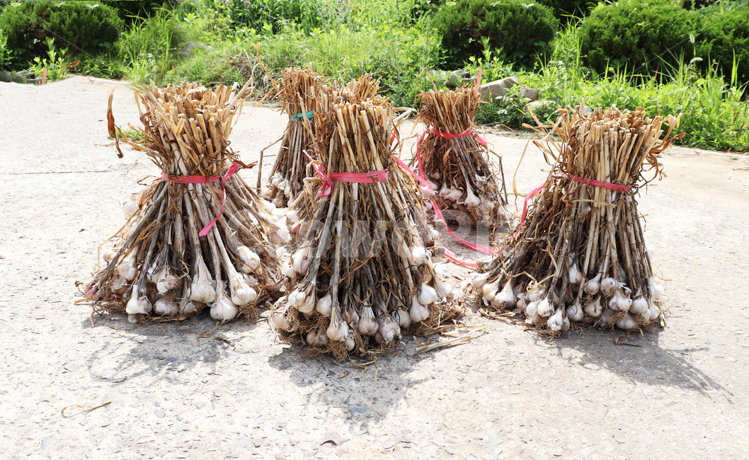 마늘,묶음,garlic,농산물,농작물,건조,식재료,갈릭,음식,식재료,요리,food,cook,meal,dishes,food reserves,채소,야채,vegetables