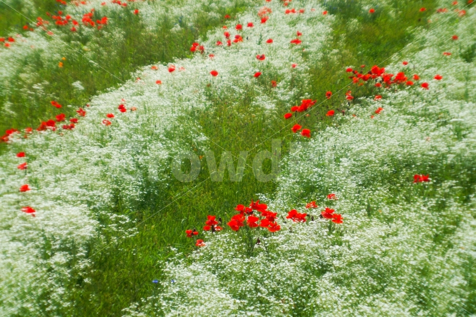 식물,감성,색감,꽃양귀비,흰색,빨강색,자연,풍경,nature,landscape,outdoors,옥외,grassland,목초지,field,들,plant