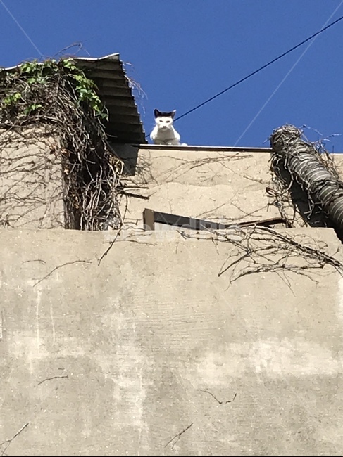 길고양이,지붕,고양이,순간포착,감성,cat