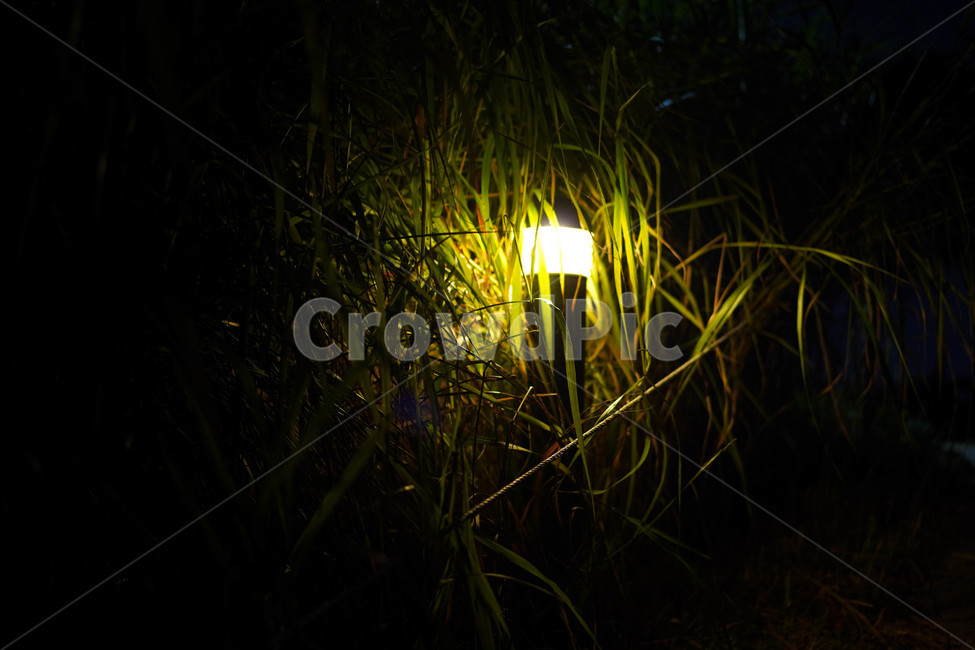 어둠,빛,나무,숲,공원,야경,밤,풍경,nightscape,night,landscape,light,flare,플레어