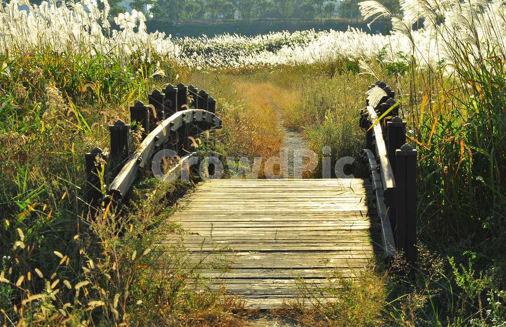 가을,억새밭,들풀,들꽃,야생화,시즌,계절,10월,11월,가을분위기,가을느낌,season,fall,autumn,맑음,청명,sky,구름,바람,억새풀,한국적,푸른하늘,드높은,방향,야외,들판,늦은오후,다리,아치,나무다리,분위기,emotion,sensible,feeling,억새축제,들길,오솔길,가을,계절,fall,autumn,season,자연,풍경,nature,landscape,building,건물,bridge,boardwalk,산책로