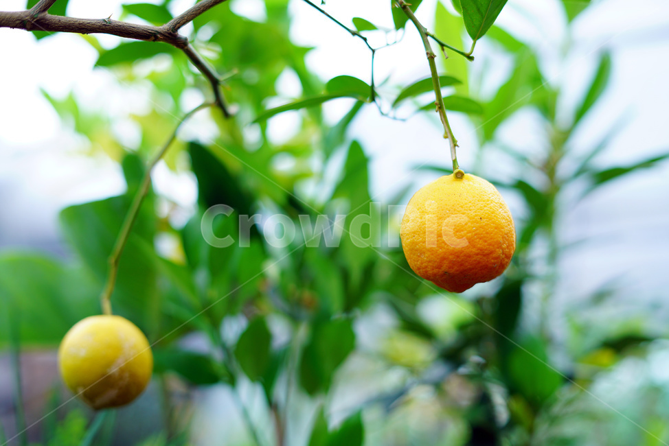 한라봉,한라봉재배,한라봉농사,과일,농작물,과일,열매,fruit