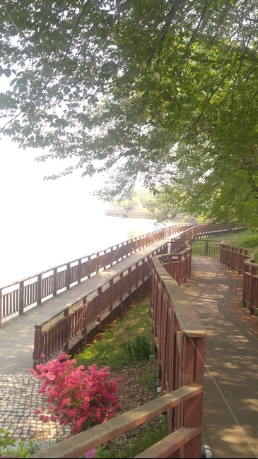 갈림길,산책로,다리,난간,boardwalk