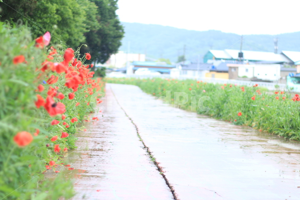 여름,시작,양귀비,위안,꽃,식물,자연,plants,nature,꽃,flower
