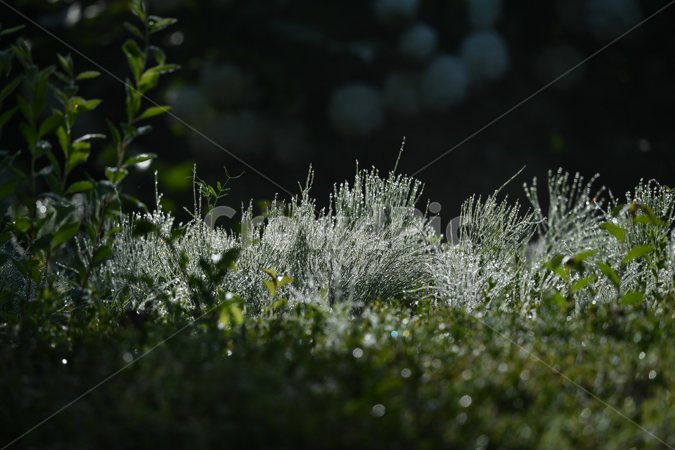 식물,감성사진,이슬,이슬꽃,자연풍경,봄,아침이슬,5월,쇠비듬,식물,자연,plants,nature,휴식,힐링,rest,relaxation,healing