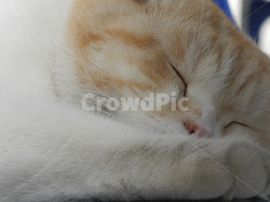 고양이,cat,pet,animal,동물,mammal,동물,animal,포유류,mammal,고양이,cat,kitten,kitty