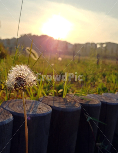 민들레,민들레씨,석양,노을,꽃,flower,plant,식물,자연,plants,nature