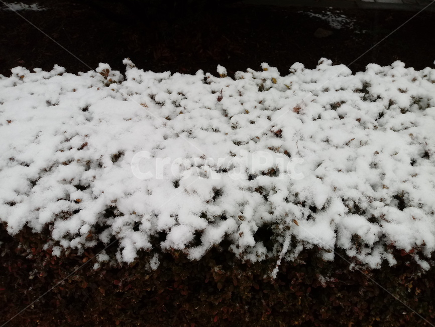 눈,설경,나무,나무가지,snow,하얀눈,자연,옥외,nature,winter,겨울,겨울,계절,winter,season