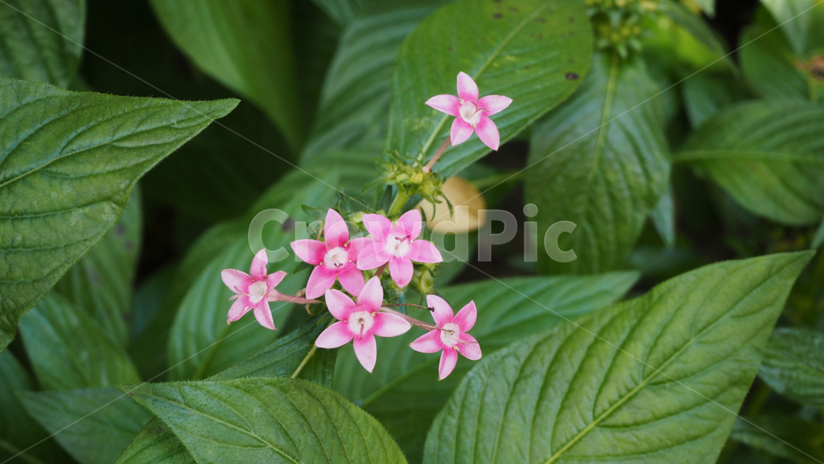 야생화,꽃,식물,wildflower,flower,plant,blossom,들꽃,식물,자연,plants,nature,꽃,flower