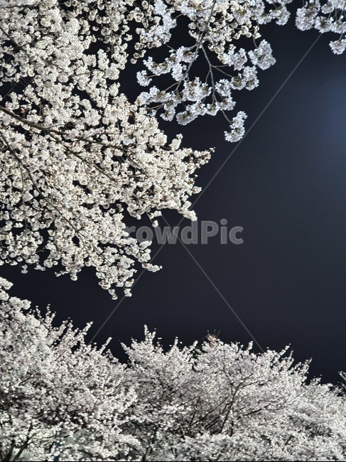 벚꽃,밤벚꽃,벚꽃야경,cherryblossoms,nightcherryblossoms,flower,nightflower,nature,자연