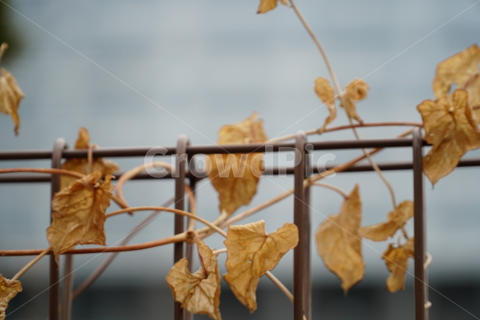 담쟁이덩굴,담쟁이덩쿨,마른담쟁이덩굴,마른담쟁이덩쿨,겨울담쟁이덩쿨,겨울,계절,winter,season,식물,자연,plants,nature