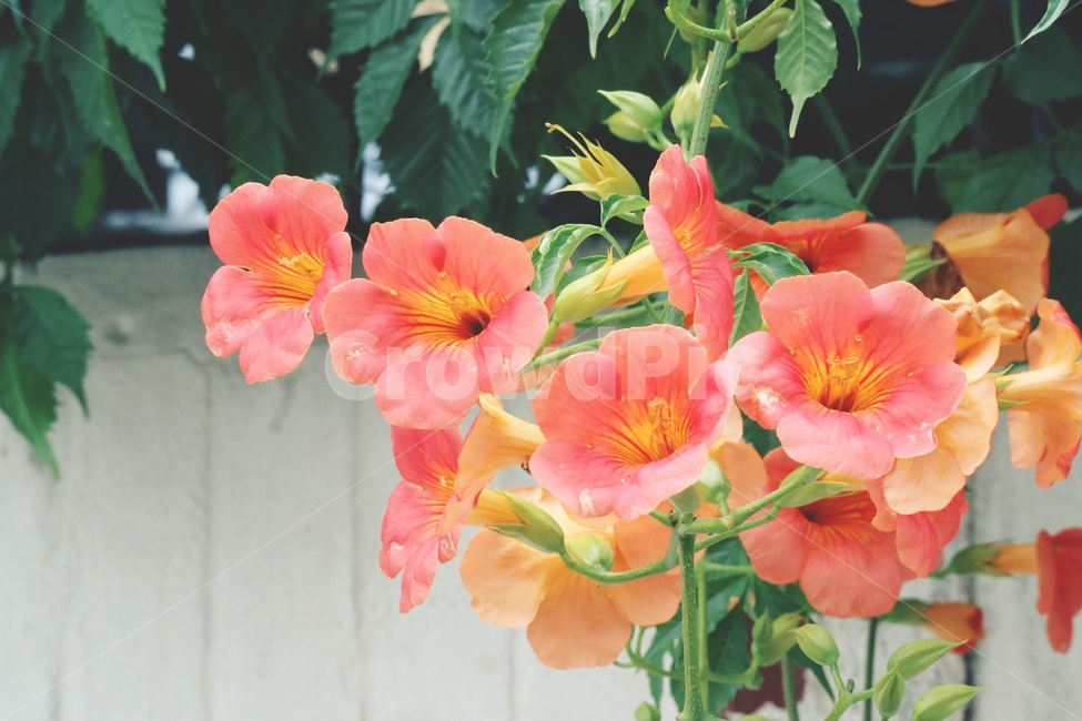 능소화,꽃,flower,식물,plants,식물,자연,plants,nature,꽃,flower,감성,sensible,feeling