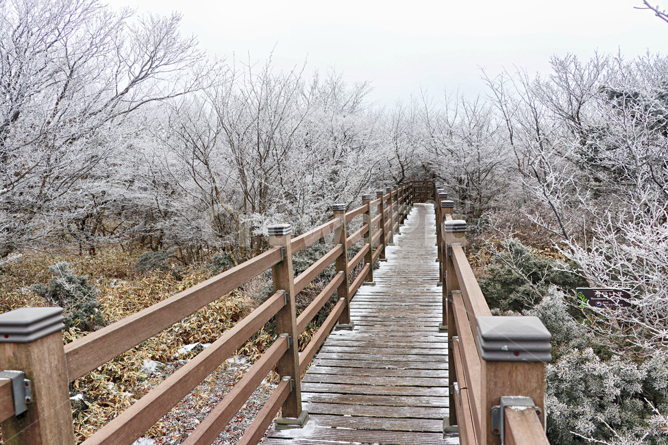 제주도,한라산,1100고지,한라산1100고지,설경,눈꽃,눈,겨울,snow,옥외,자연,다리,bridge,산책로,boardwalk
