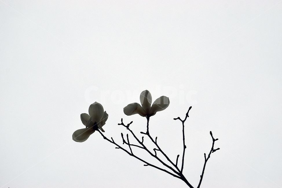 봄,식물,꽃,목련,flower,식물,자연,plants,nature,꽃,flower