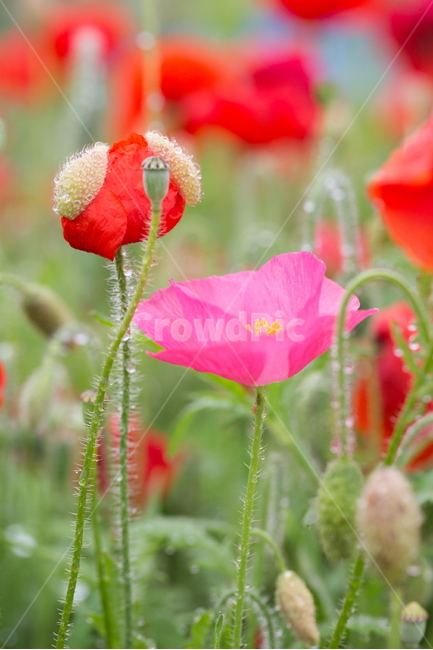꽃,양귀비,빗방울,봄,붉은꽃,식물,자연,plants,nature,꽃,flower