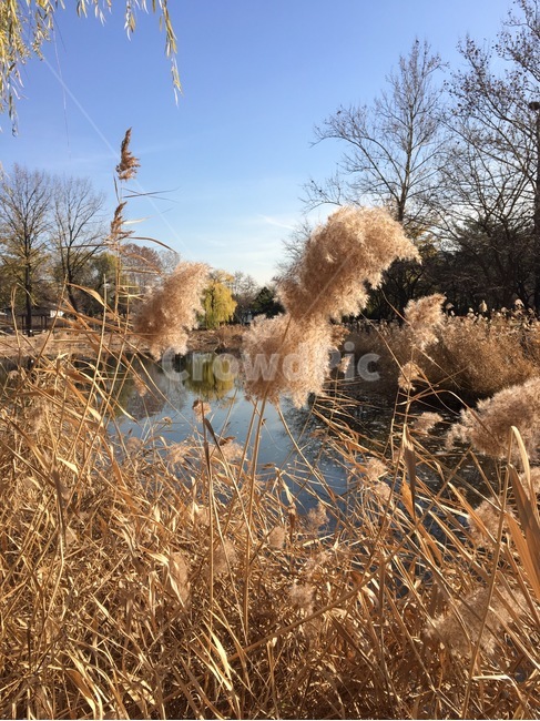 갈대,추운겨울,쓸쓸함,외로움,그리움,가을,계절,fall,autumn,season,자연,풍경,nature,landscape,grass,잔디,plant,식물,lawn,reed